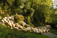 Balade en famille autour de Promenade ludique et familiale à Arudy dans le 64 - Pyrénées-Atlantiques